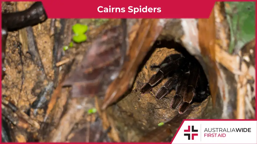 Cairns Spiders